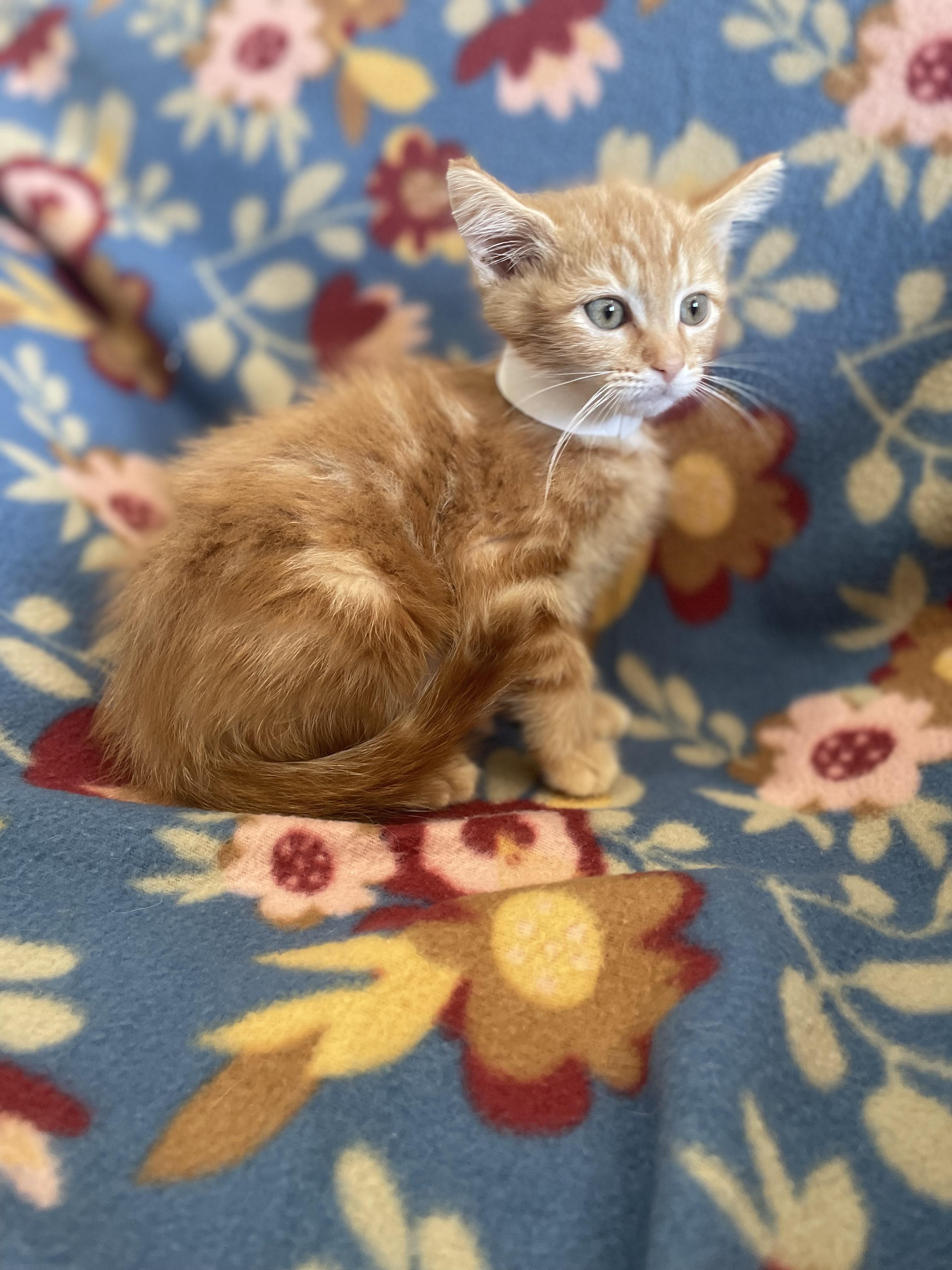 Tangerine, a ADOPTABLE Domestic Short Hair in Greenback, TN image 2/2