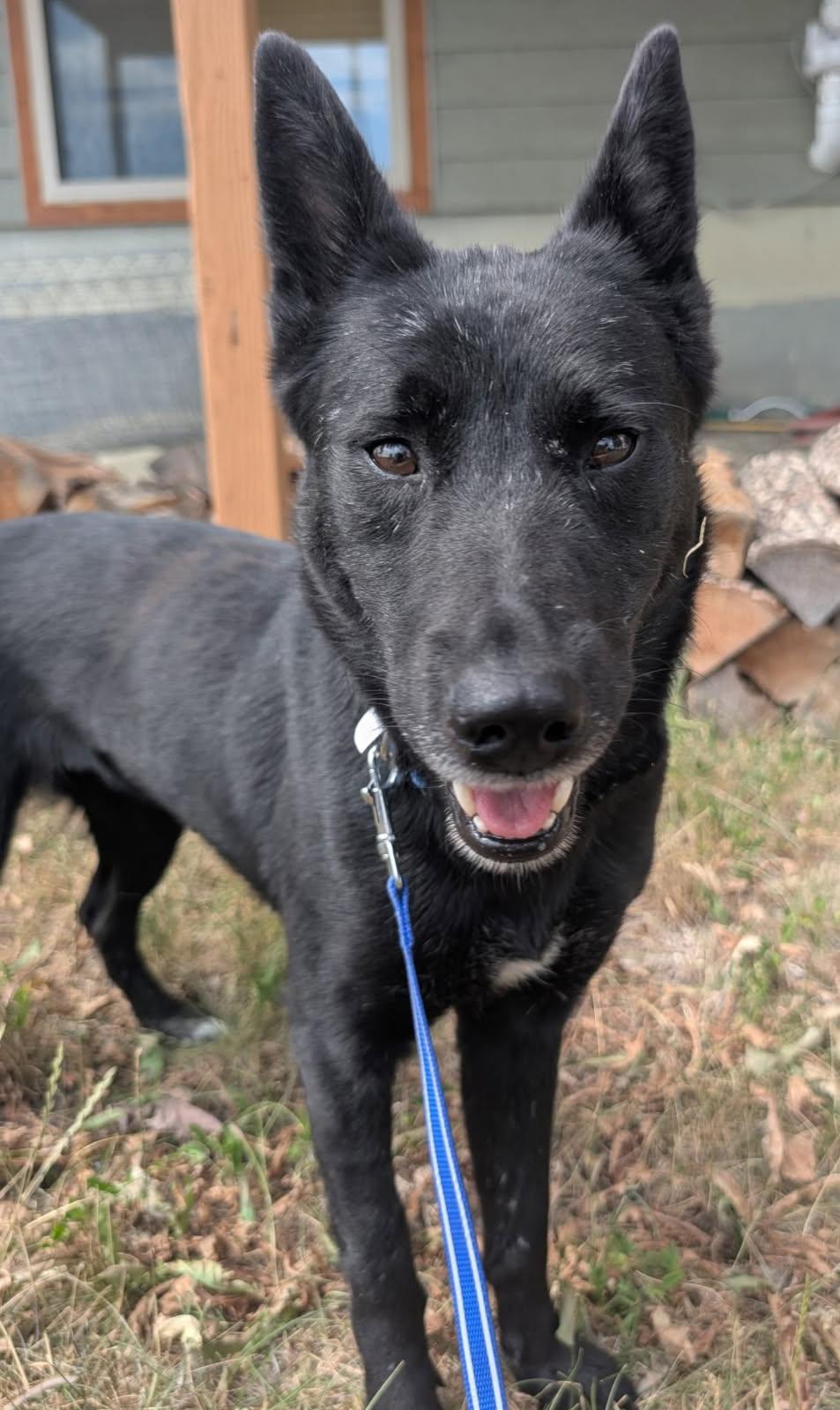 Lolli, ADOPTABLE, Adult Female Australian Kelpie.