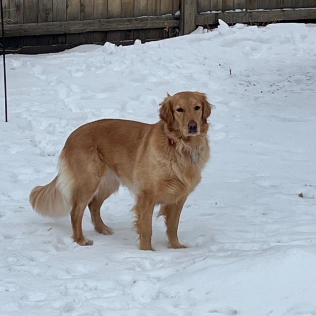 Iris, ADOPTABLE, Adult Female Golden Retriever.