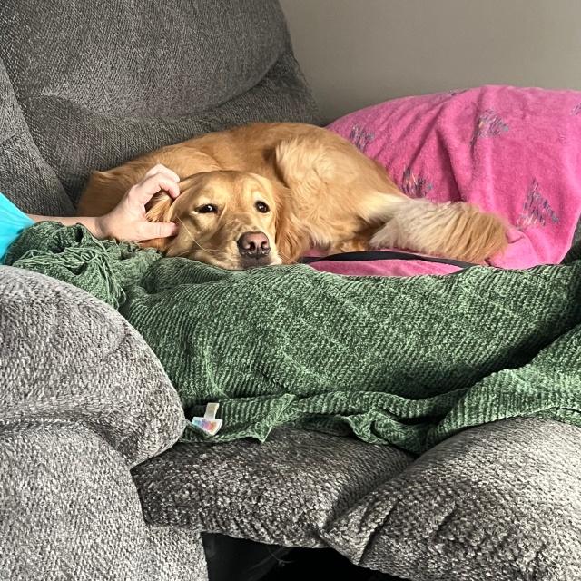 Enlarge Iris, an adopted Golden Retriever in Minnetonka, MN image 3/4