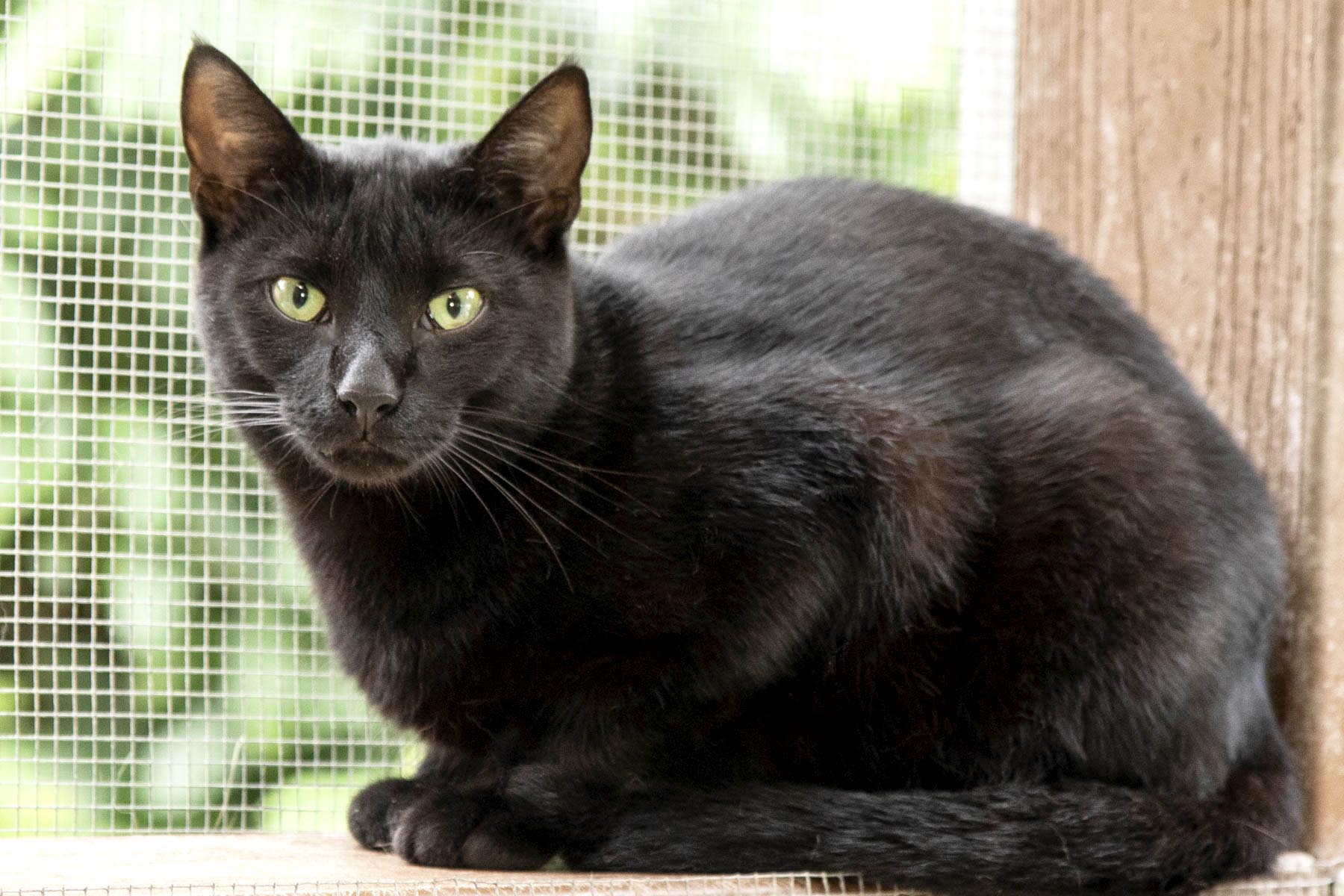 Alfie, Adoptable, Adult Male Domestic Short Hair.