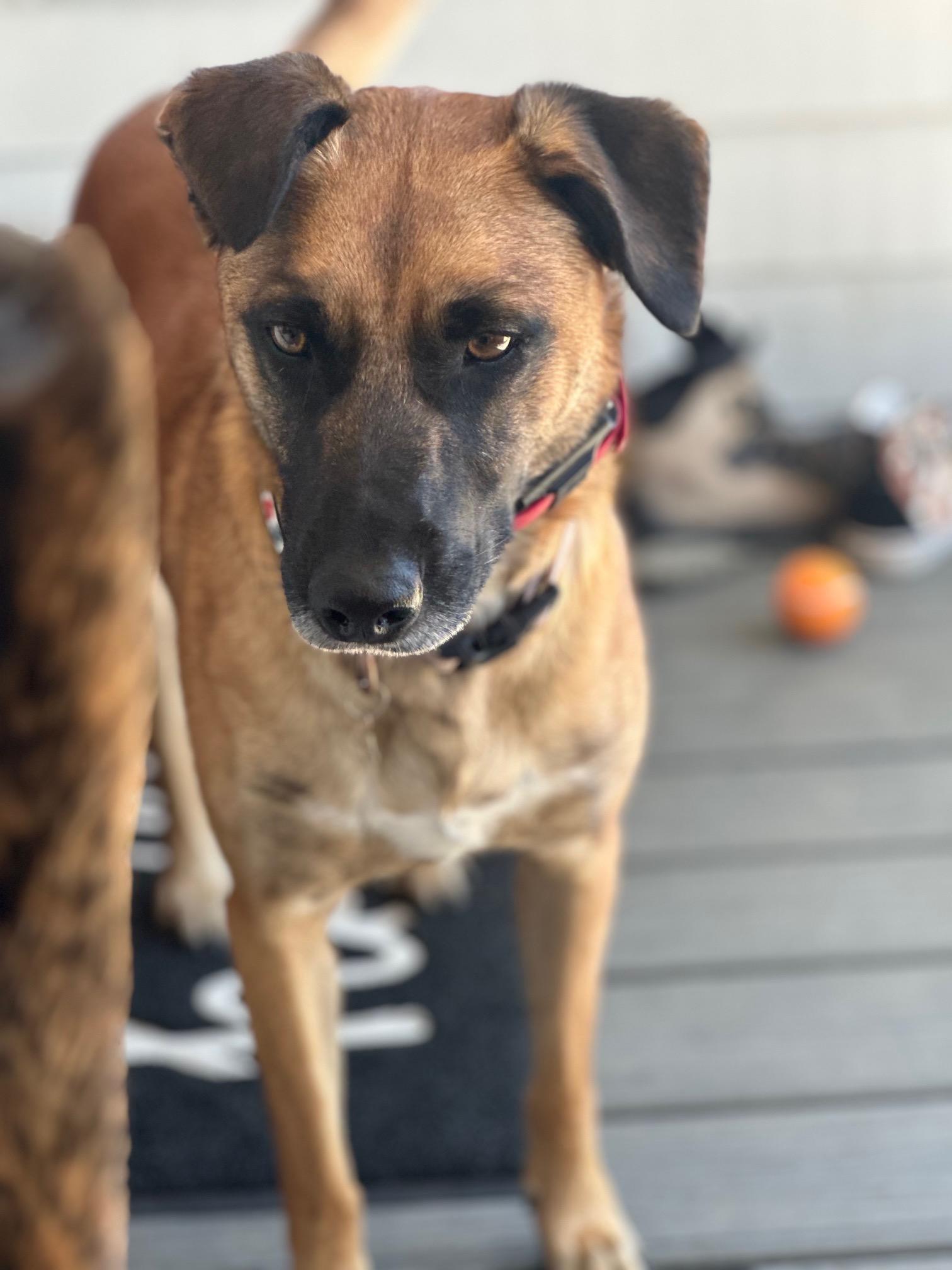 Stella