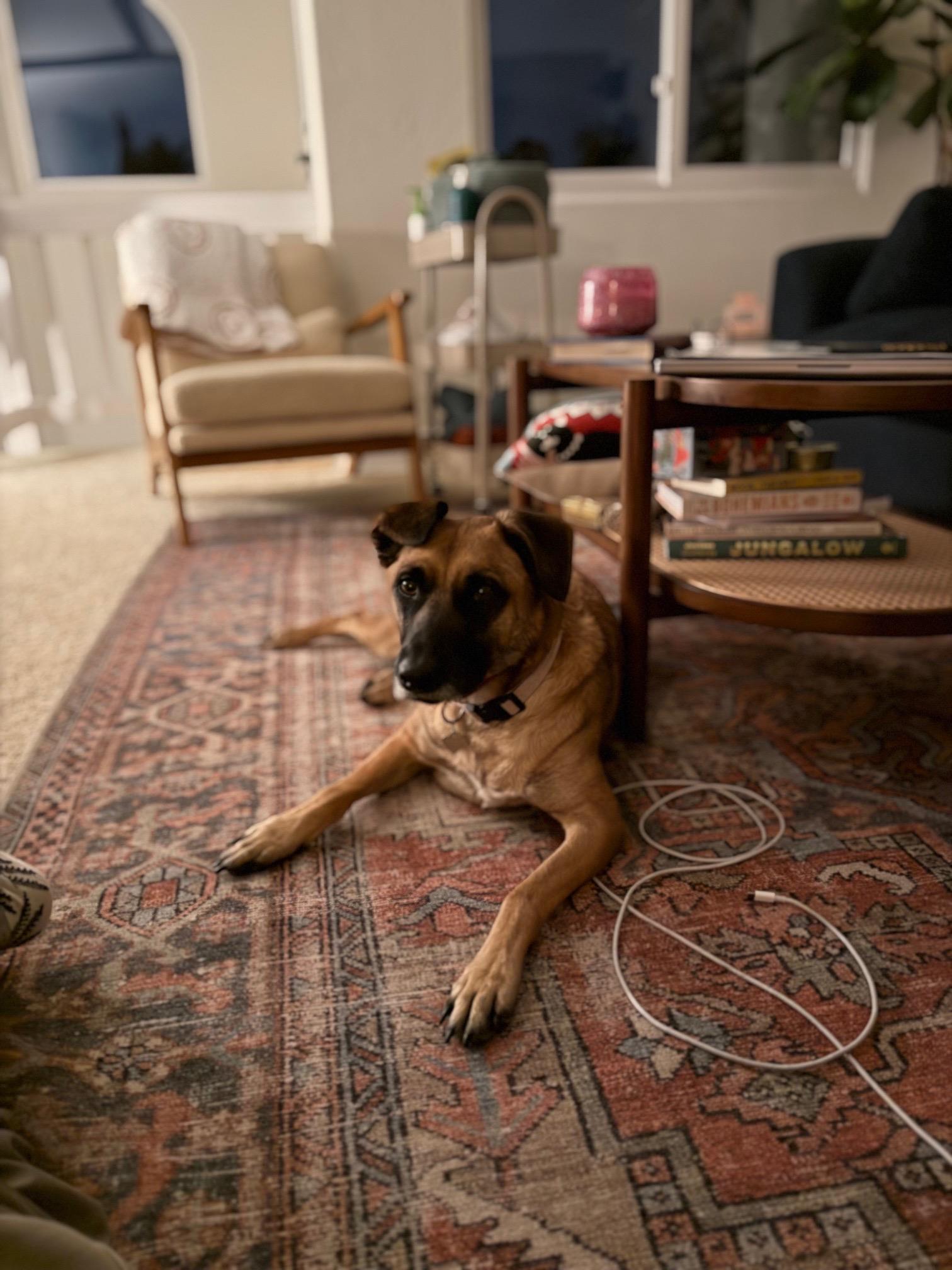 Stella