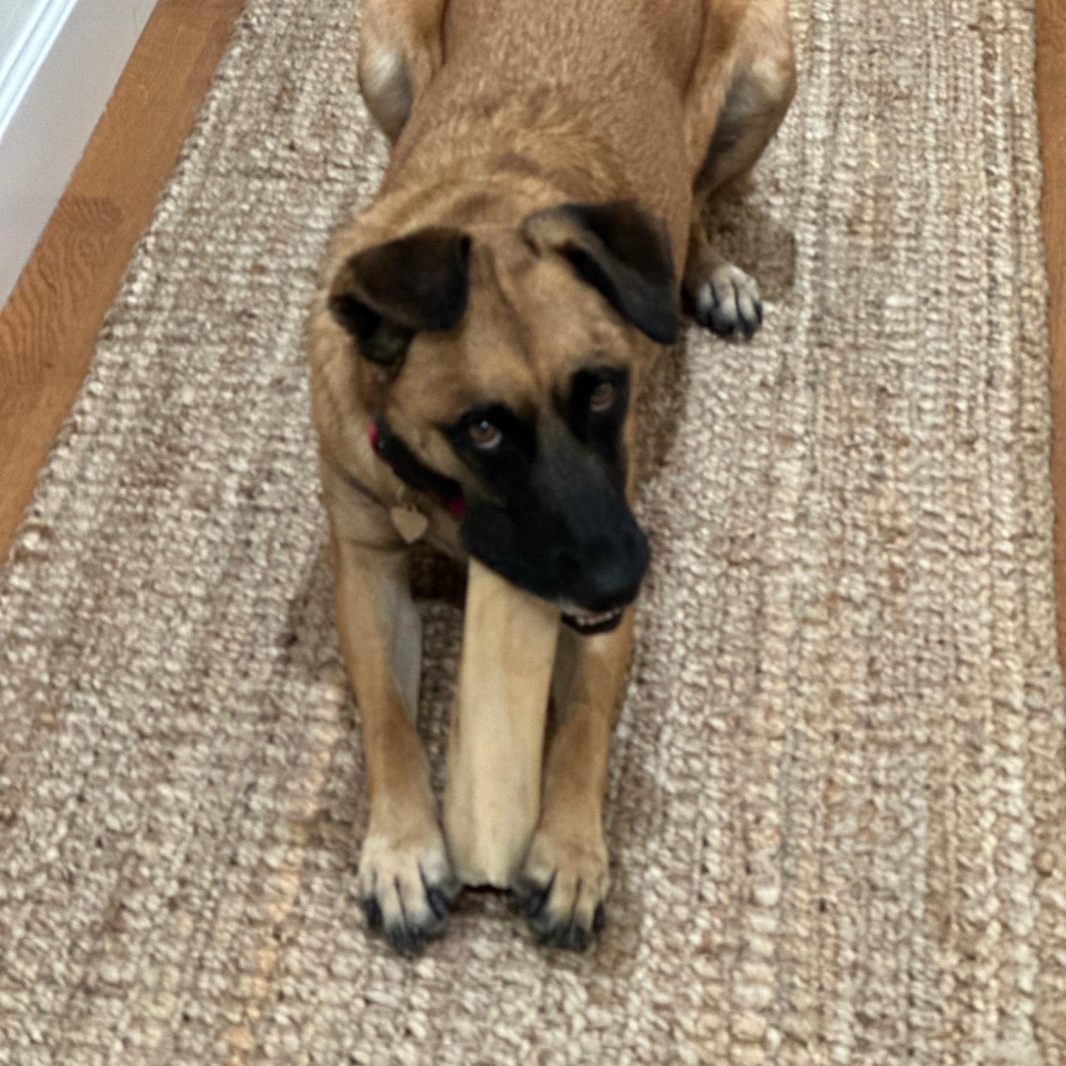 Stella
