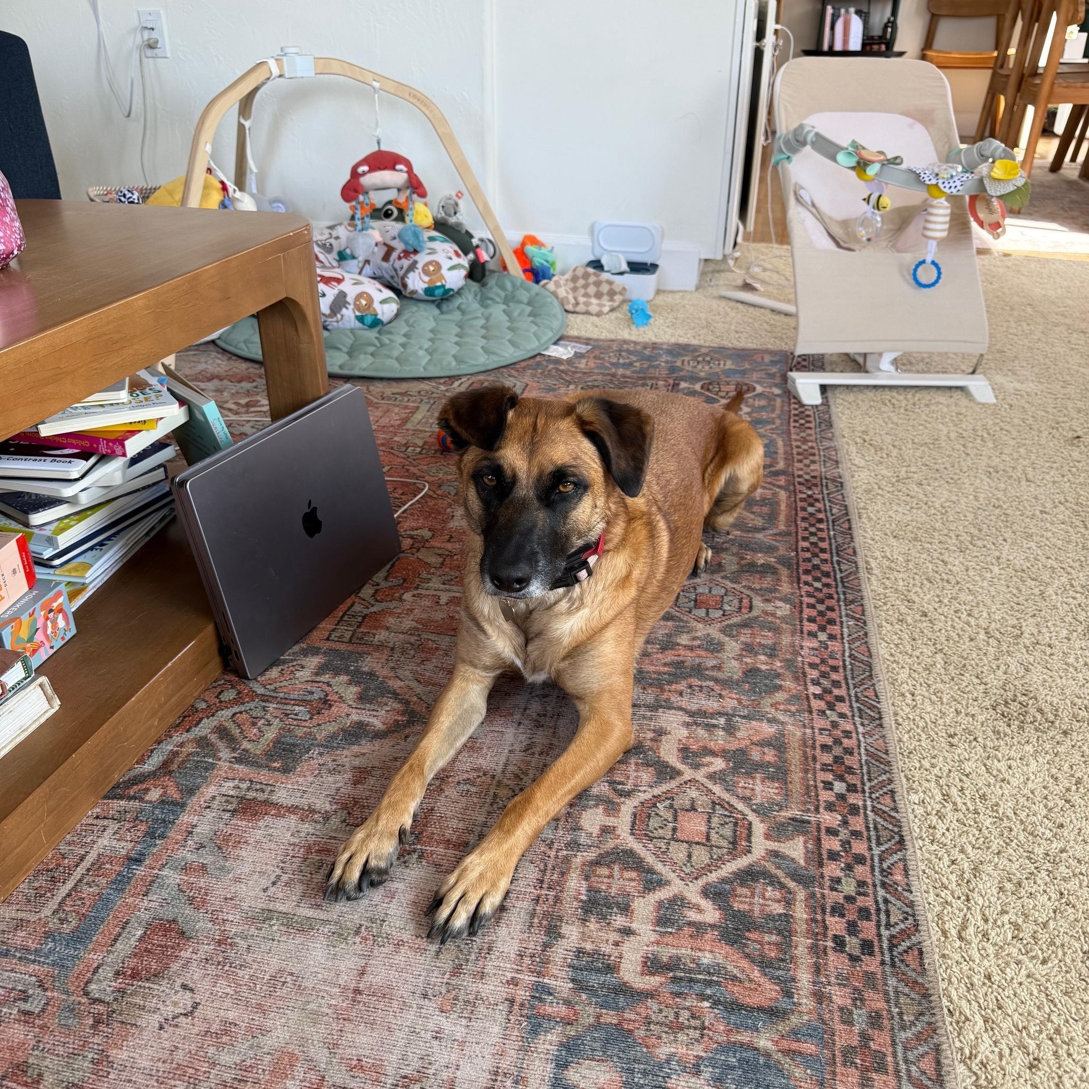 Stella