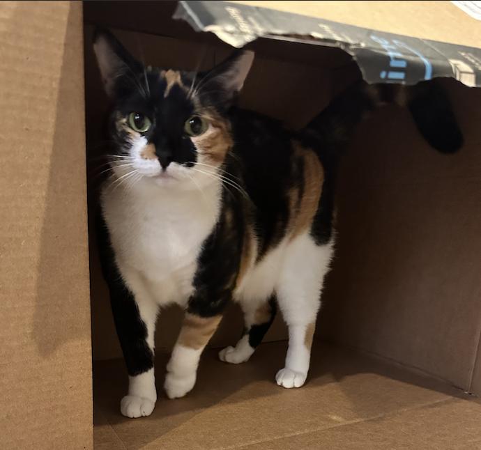 Enlarge Hazel, a Adoptable Domestic Short Hair in Orlando, FL image 1/3