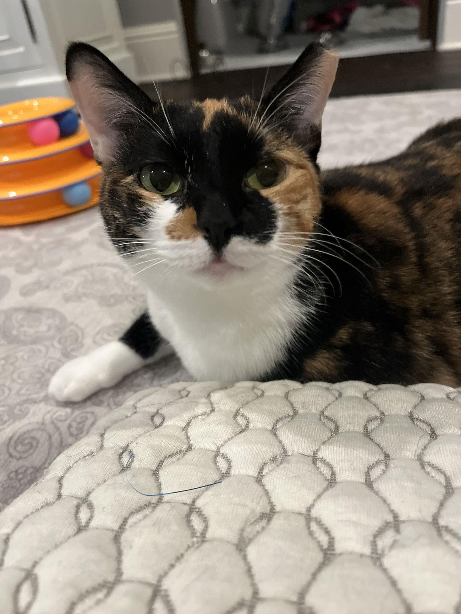 Enlarge Hazel, a Adoptable Domestic Short Hair in Orlando, FL image 2/3