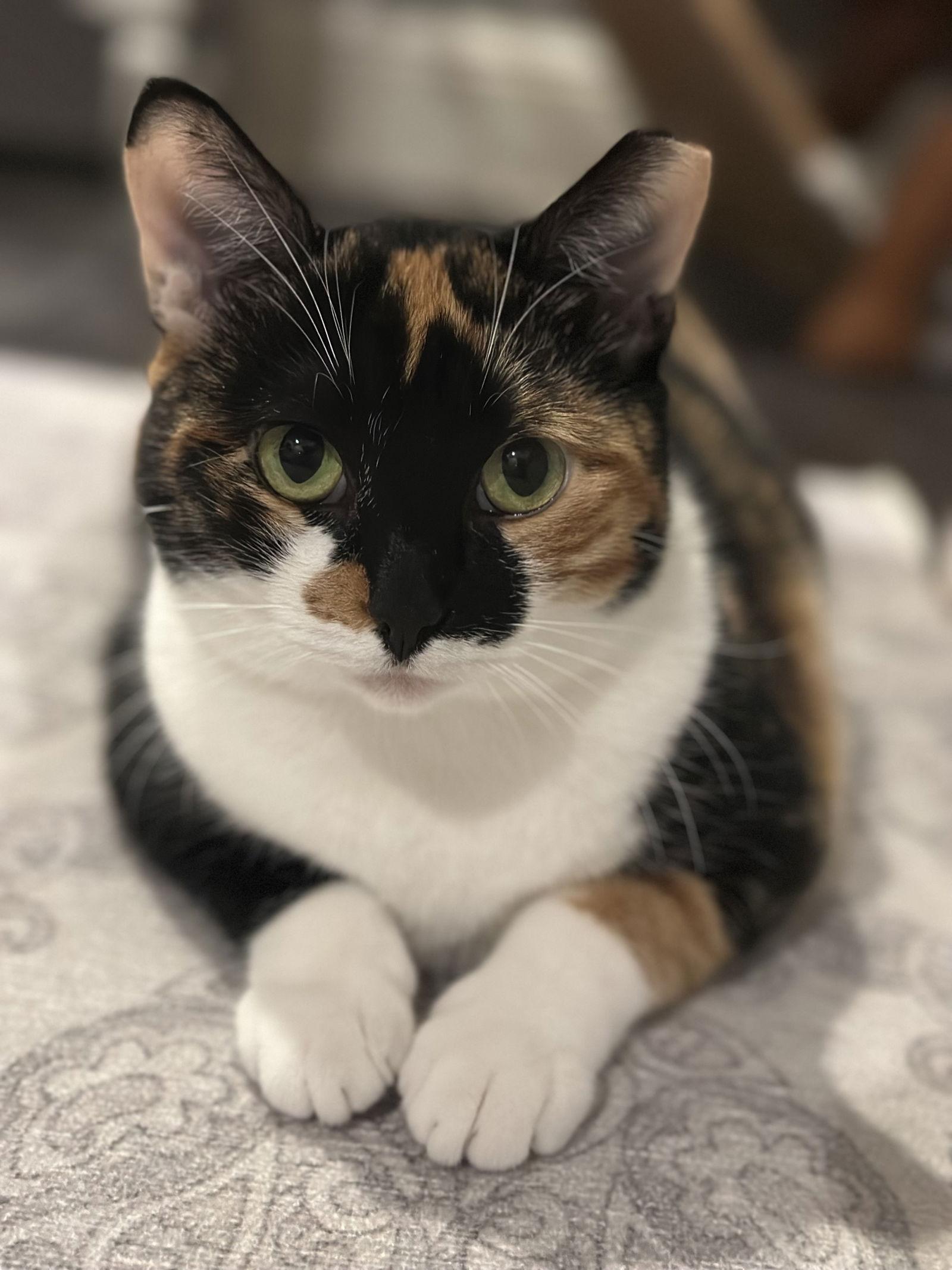 Enlarge Hazel, a Adopted mixed breed in Orlando, FL image 1/3