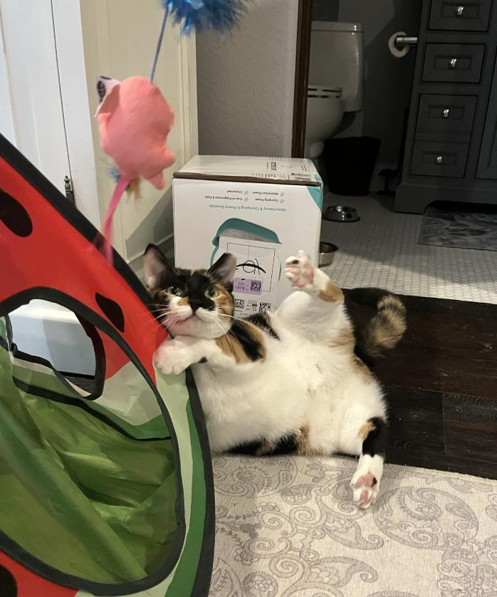 Enlarge Hazel, a Adopted mixed breed in Orlando, FL image 2/3