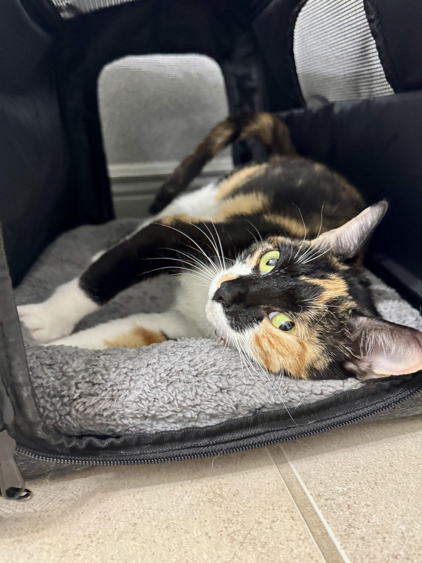 Enlarge Hazel, a Adoptable Domestic Short Hair in Orlando, FL image 3/3