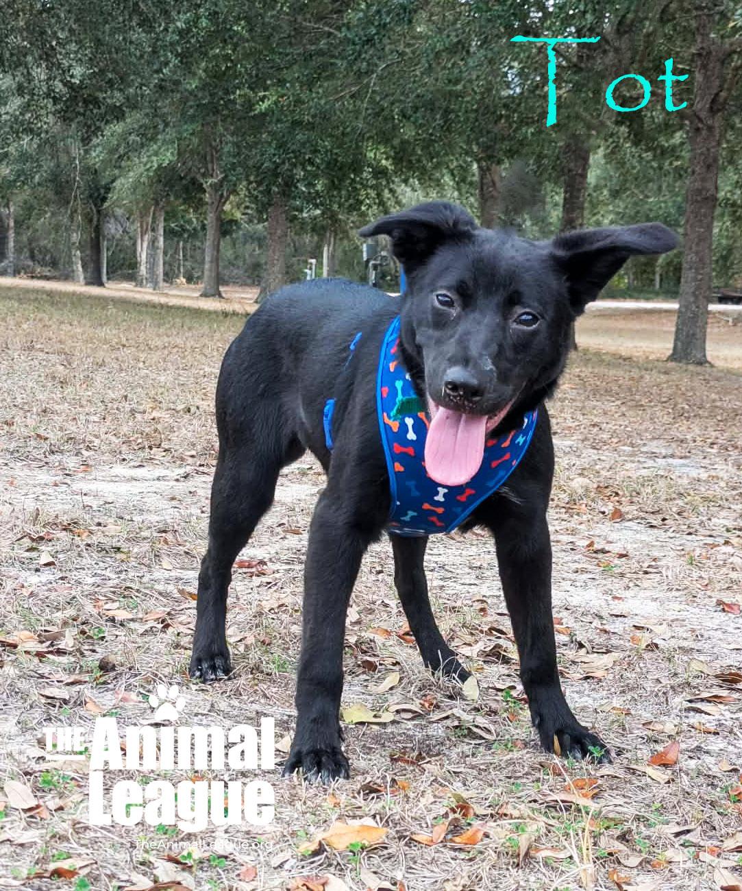 Enlarge Tot, a ADOPTABLE mixed breed in Groveland, FL image 3/4