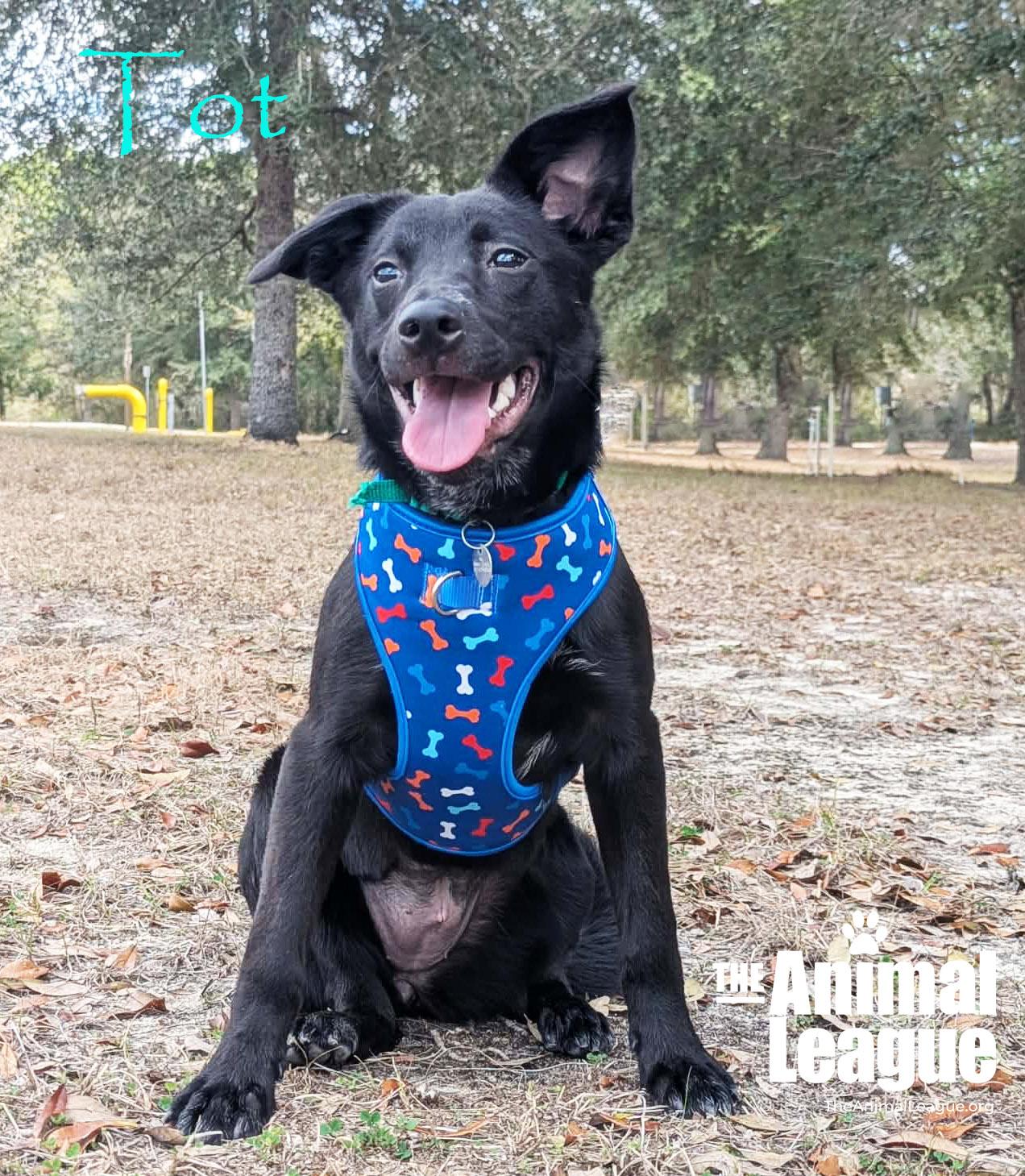 Enlarge Tot, a ADOPTABLE mixed breed in Groveland, FL image 2/4