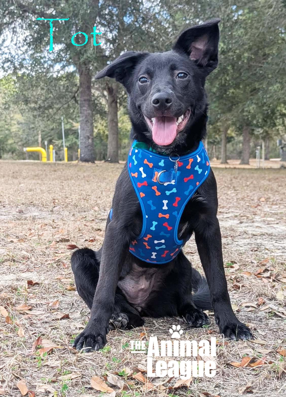 Tot, ADOPTABLE, Young Female Labrador Retriever & Terrier.