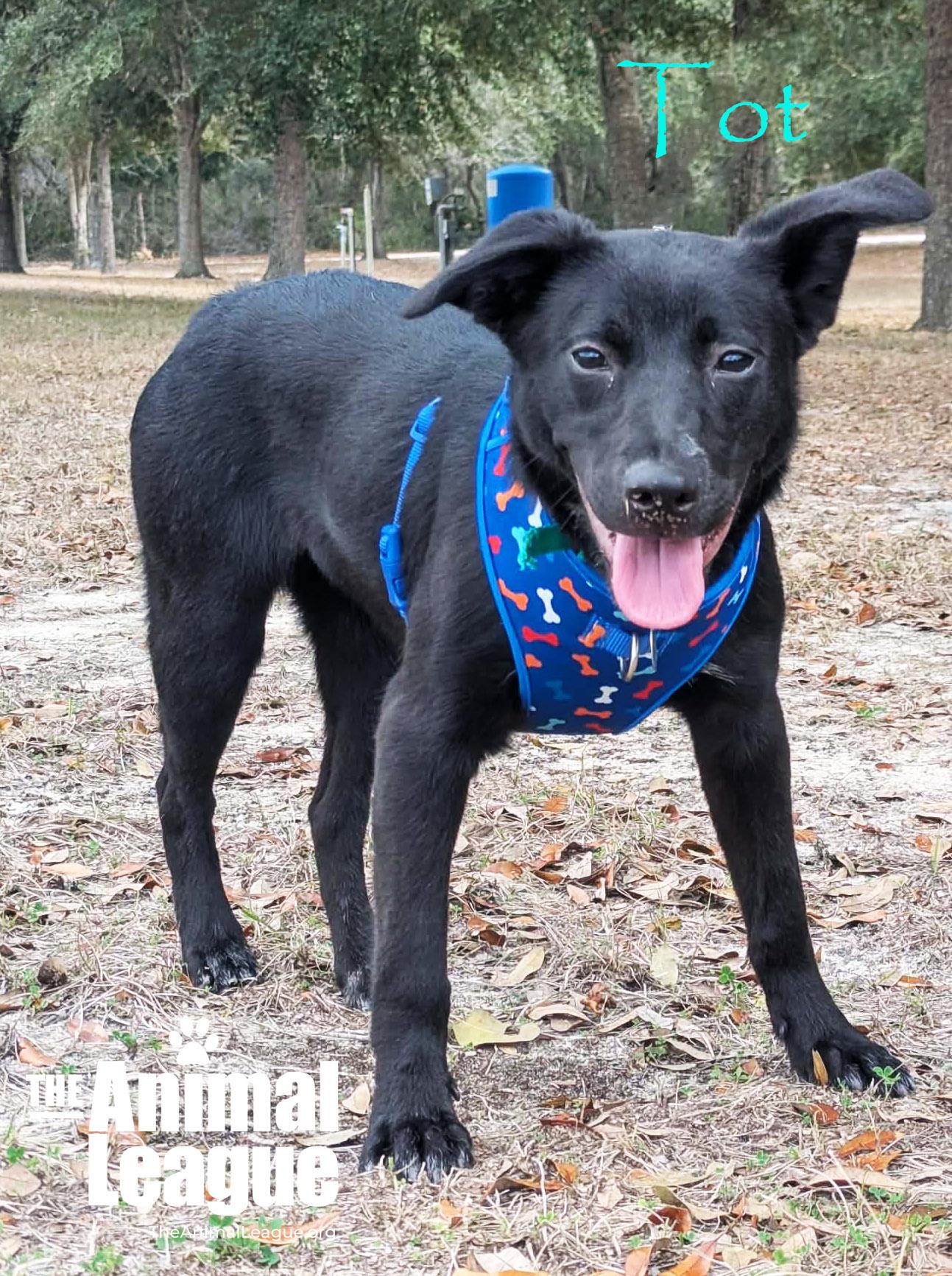 Enlarge Tot, a ADOPTABLE mixed breed in Groveland, FL image 4/4