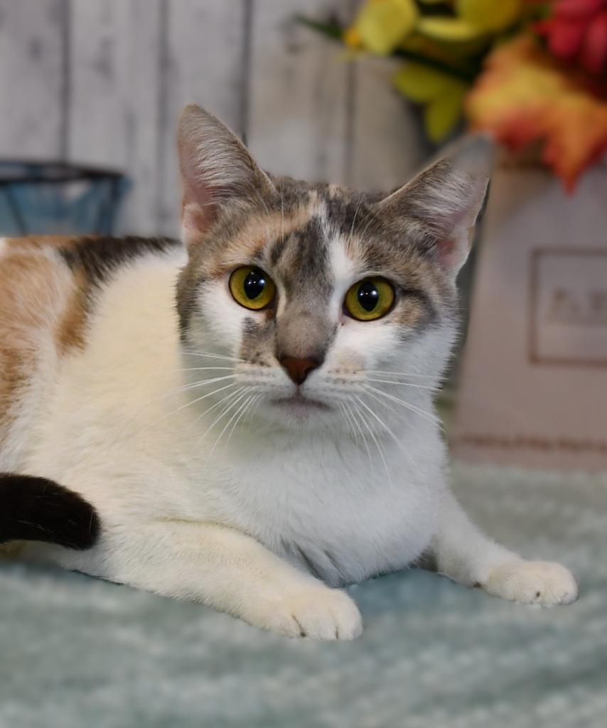 NaNa, Adoptable, Young Female Domestic Short Hair.