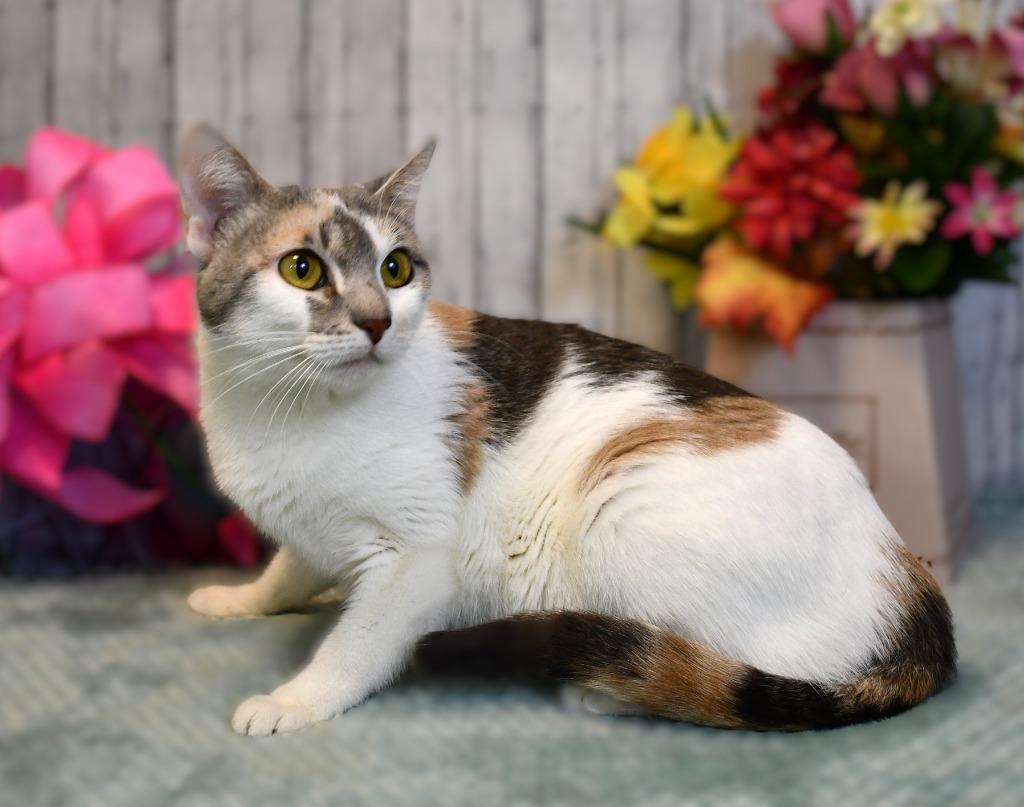 Enlarge NaNa, a Adoptable mixed breed in Roanoke, TX image 2/3