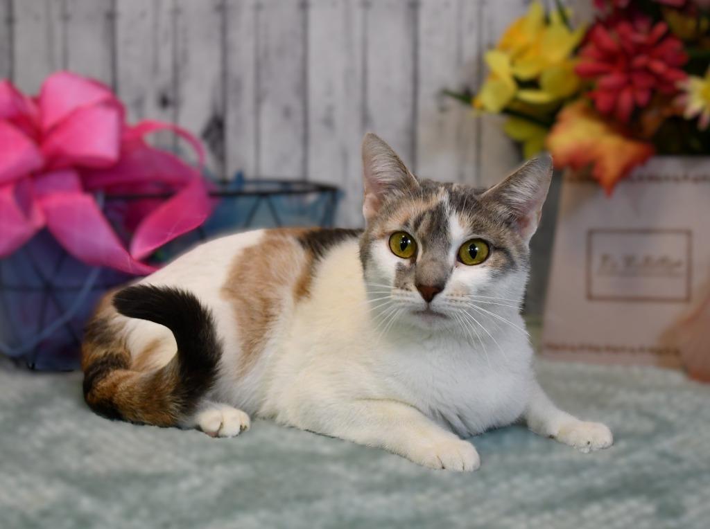 Enlarge NaNa, a Adoptable mixed breed in Roanoke, TX image 3/3