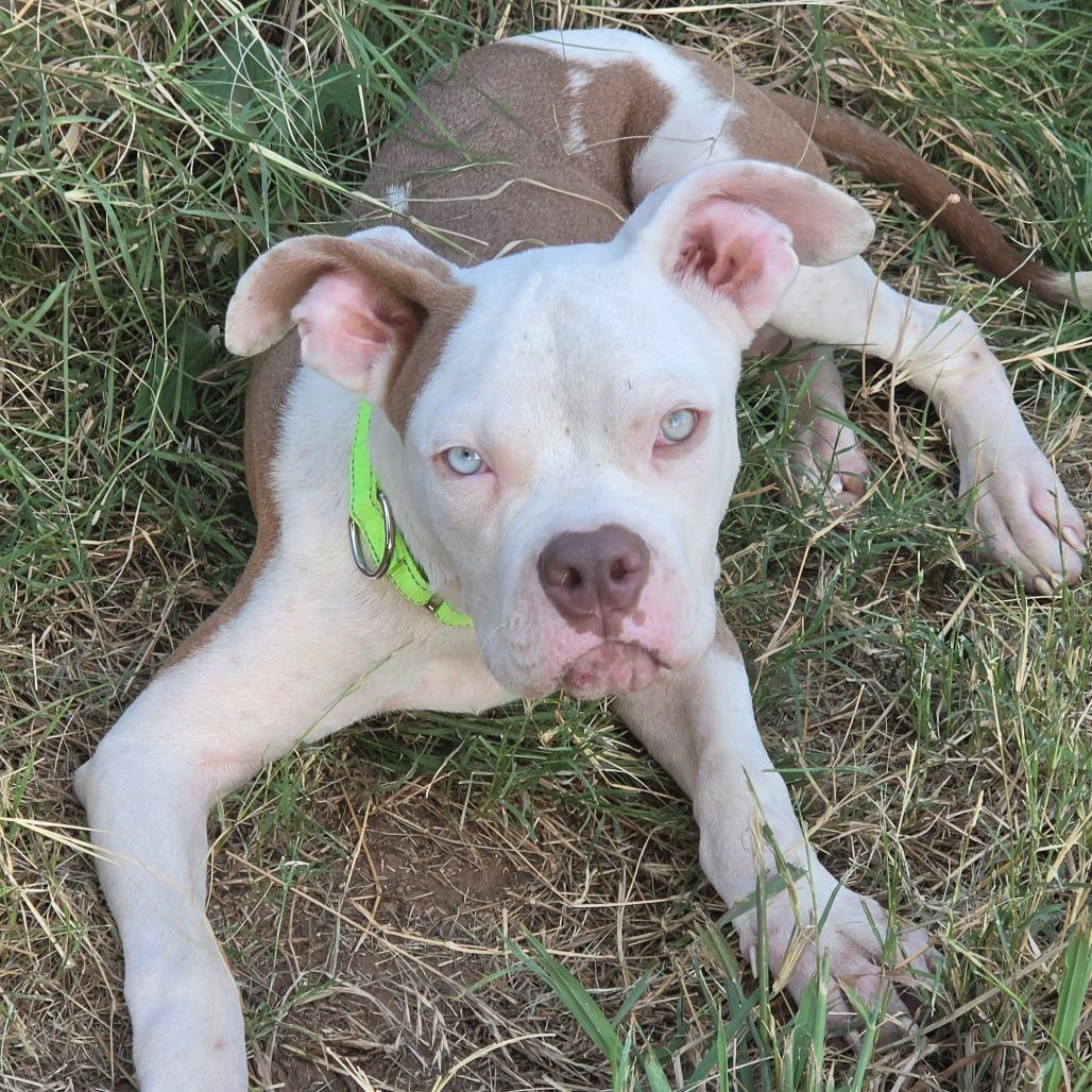 Enlarge Timbo, a Adoptable mixed breed in Waco, TX image 1/2