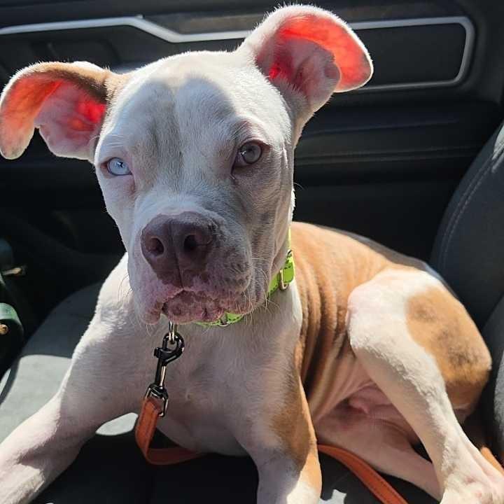 Enlarge Timbo, a Adoptable mixed breed in Waco, TX image 2/2