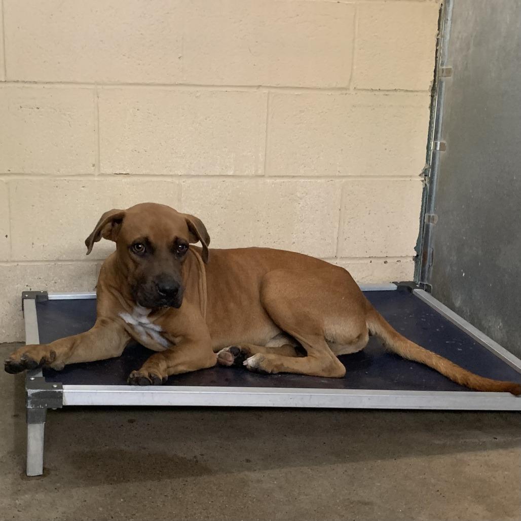 Enlarge Bevo, a Adoptable Boxer in Edinburg, TX image 1/4