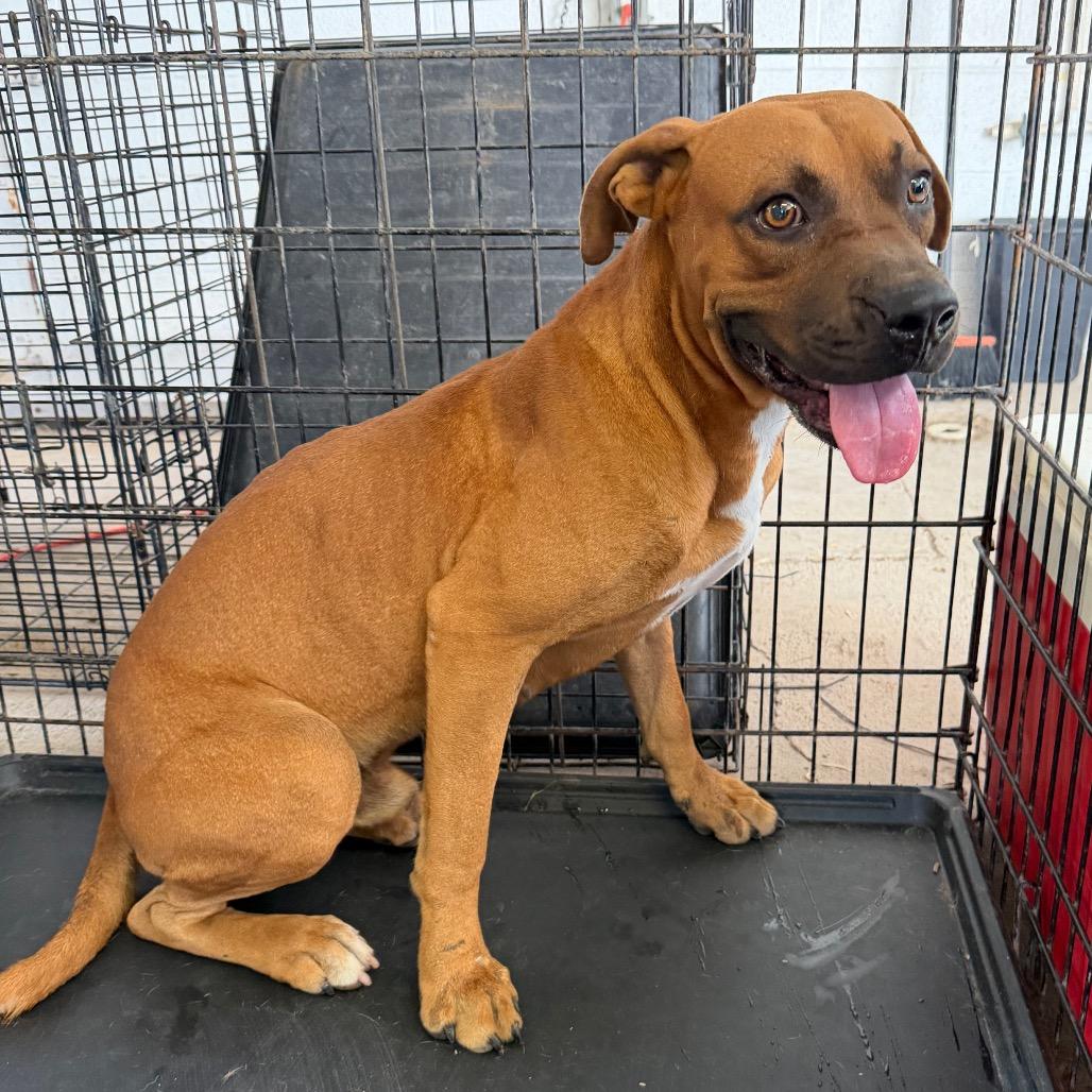 Enlarge Bevo, a Adoptable Boxer in Edinburg, TX image 2/4