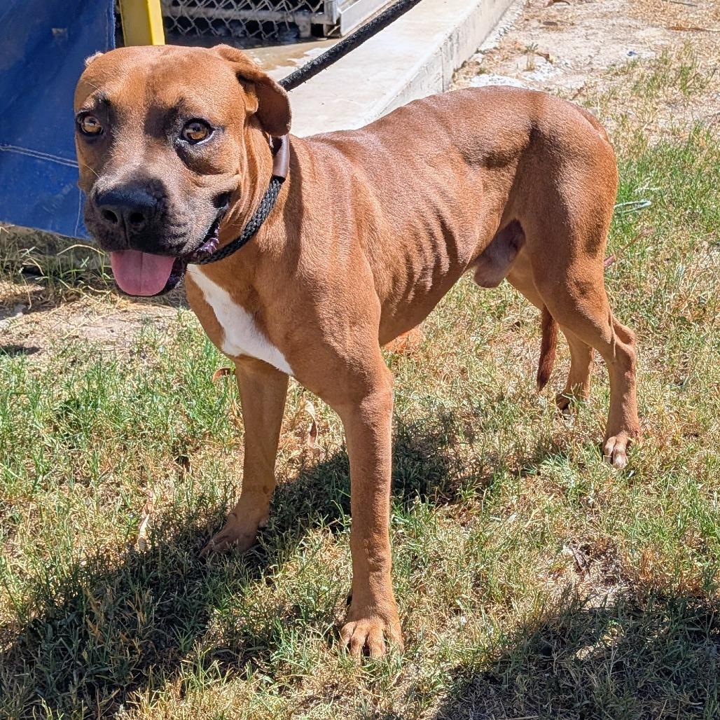 Enlarge Bevo, a Adoptable Boxer in Edinburg, TX image 3/4