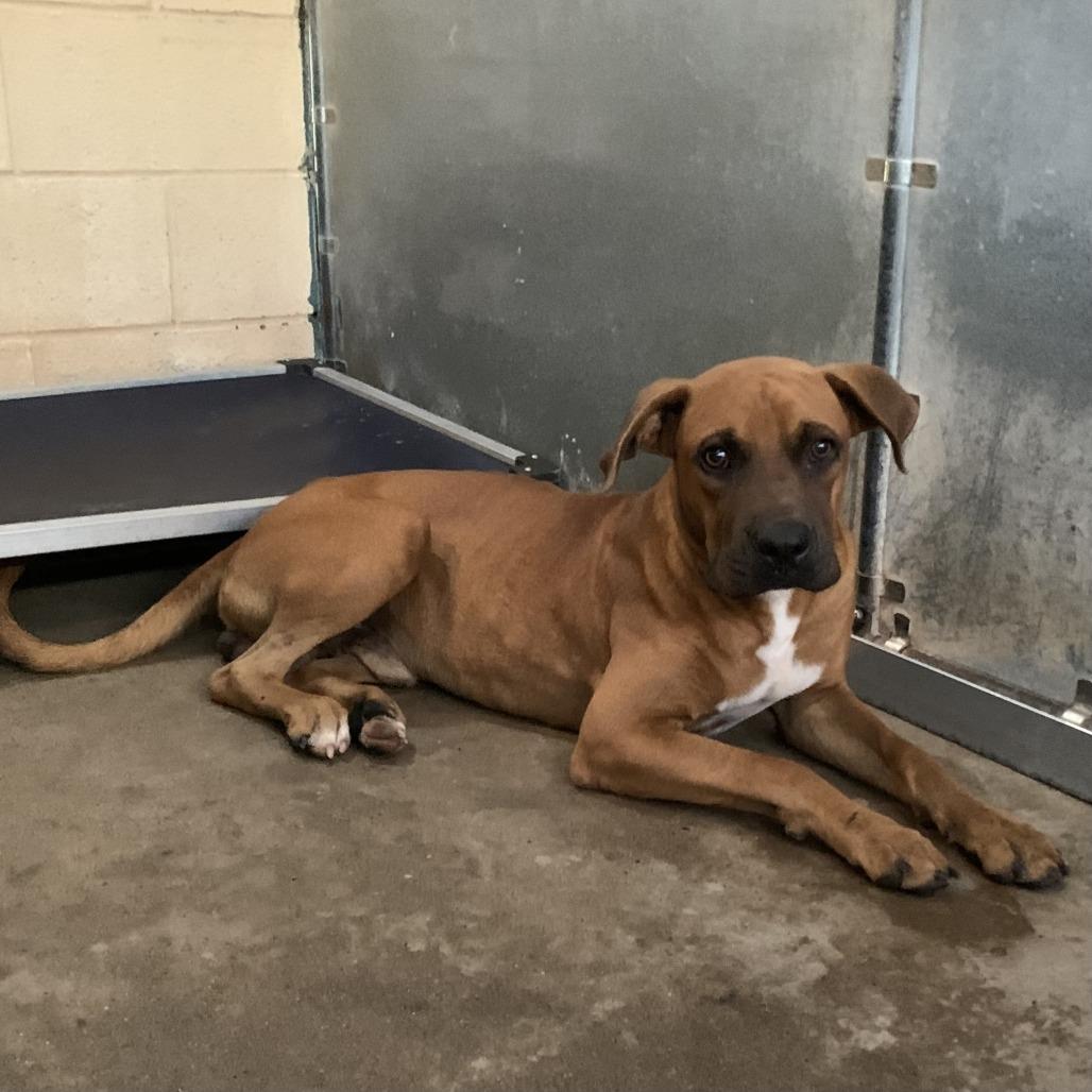 Enlarge Bevo, a Adoptable Boxer in Edinburg, TX image 4/4