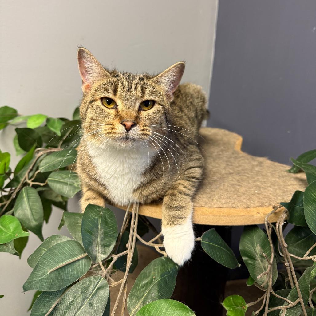 Rafe, a Adoptable Domestic Short Hair in Richmond, IN image 1/6