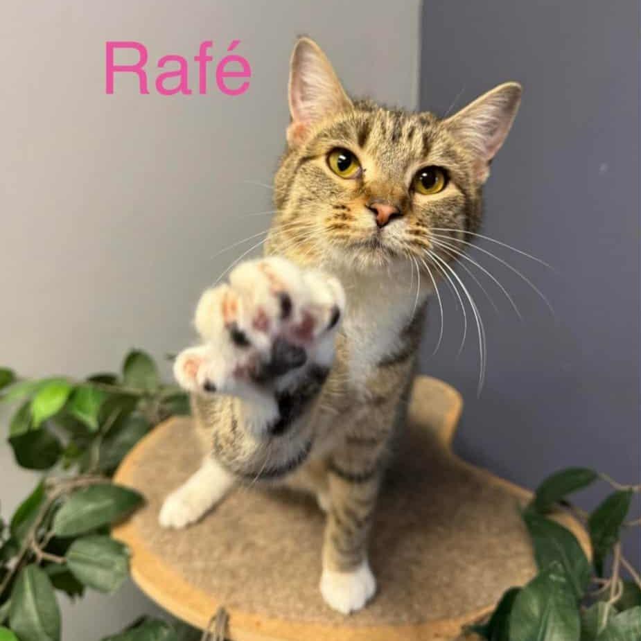 Enlarge Rafe, a Adoptable Domestic Short Hair in Richmond, IN image 1/1