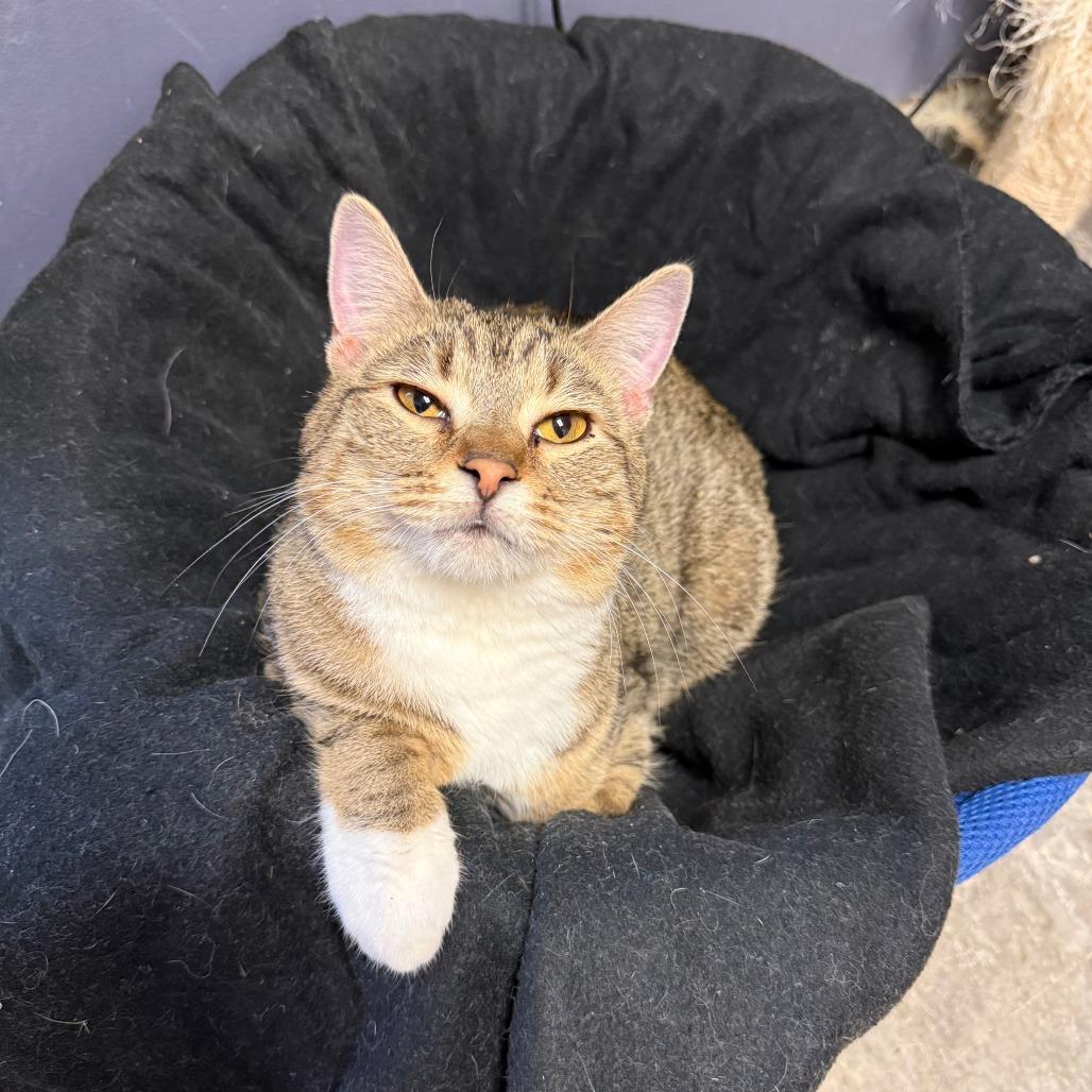 Rafe, a Adoptable Domestic Short Hair in Richmond, IN image 2/6