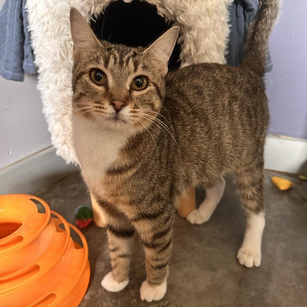 Rafe, a Adoptable Domestic Short Hair in Richmond, IN image 3/6