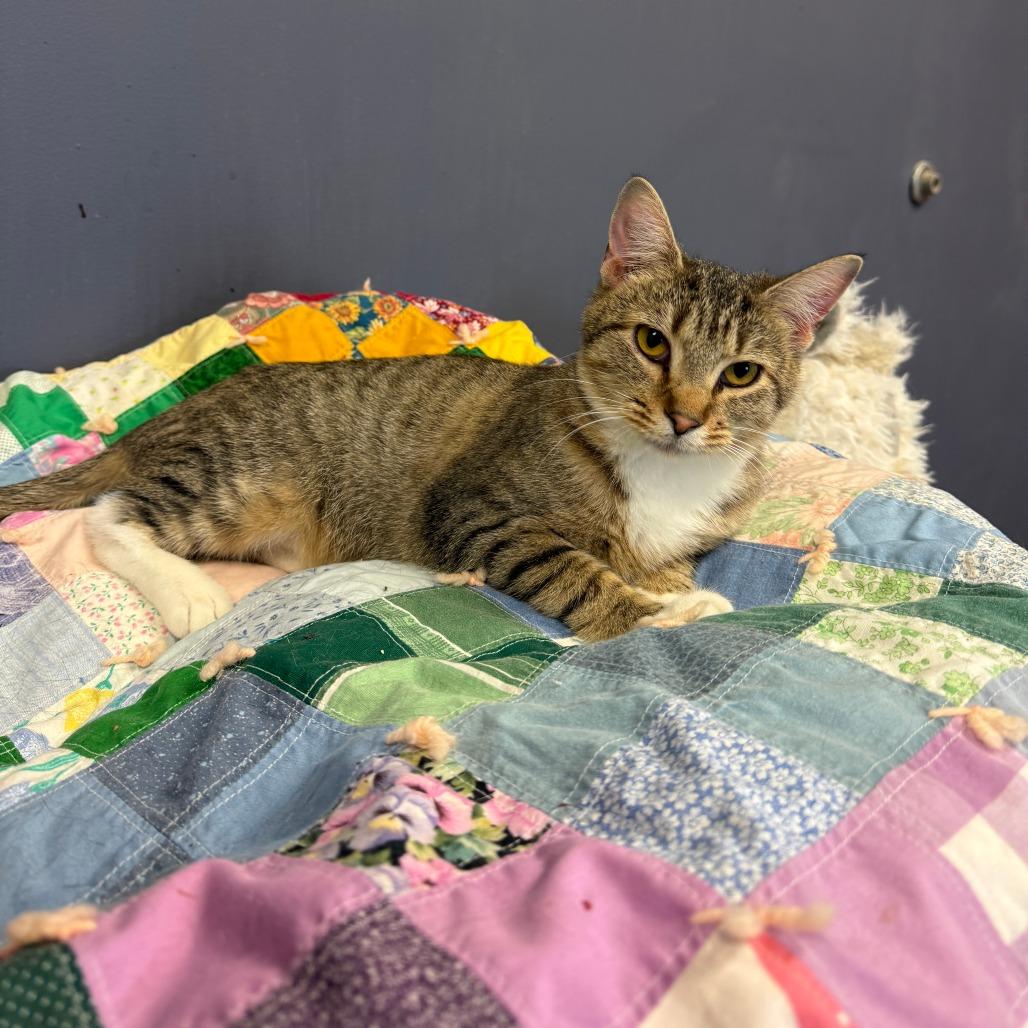 Rafe, a Adoptable Domestic Short Hair in Richmond, IN image 4/6