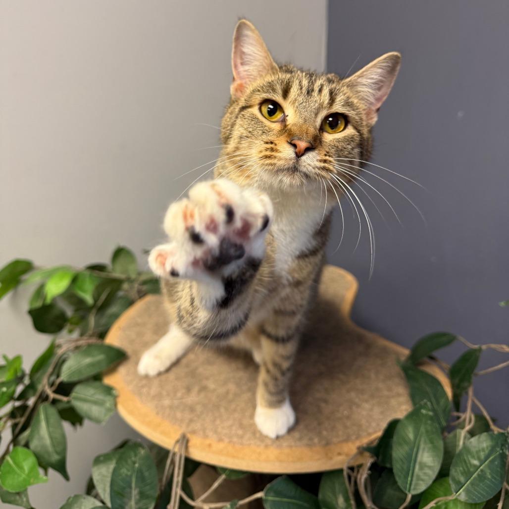 Rafe, a Adoptable Domestic Short Hair in Richmond, IN image 5/6