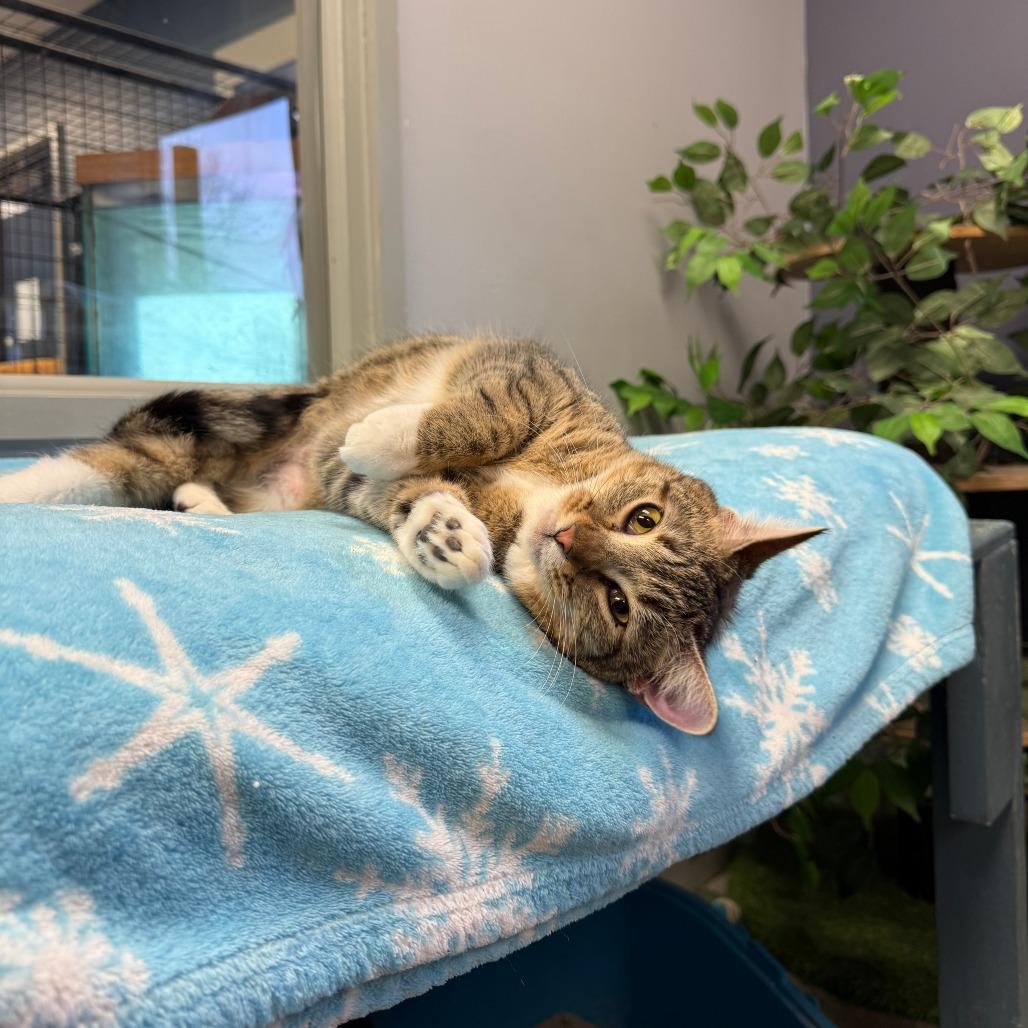 Rafe, a Adoptable Domestic Short Hair in Richmond, IN image 6/6