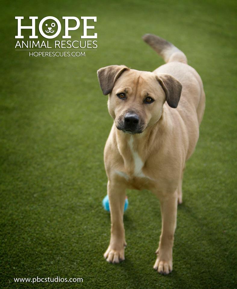 Enlarge Snookie, a Adoptable mixed breed in Godfrey, IL image 1/6