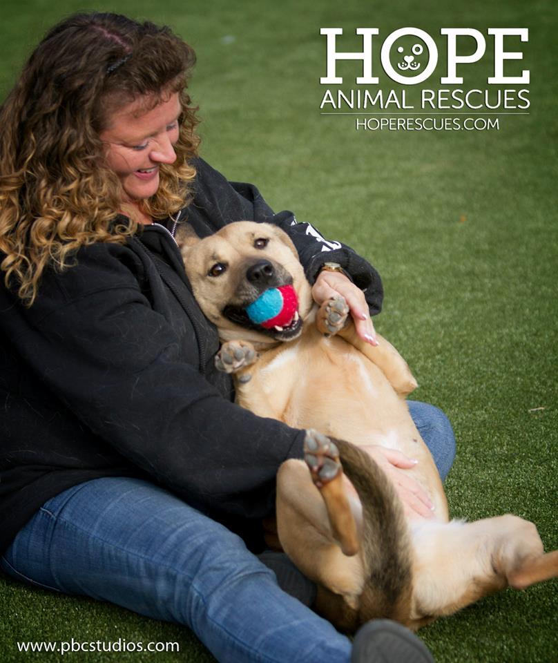 Enlarge Snookie, a Adoptable mixed breed in Godfrey, IL image 2/6