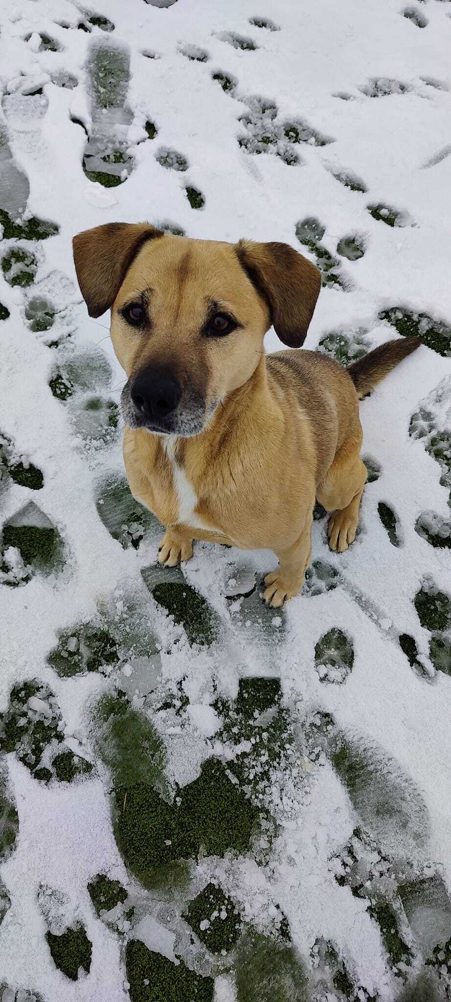 Enlarge Snookie, a Adoptable mixed breed in Godfrey, IL image 3/6