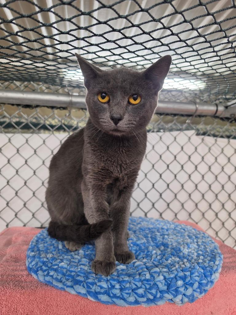 Poncho, Adoptable, Young Male Domestic Short Hair.