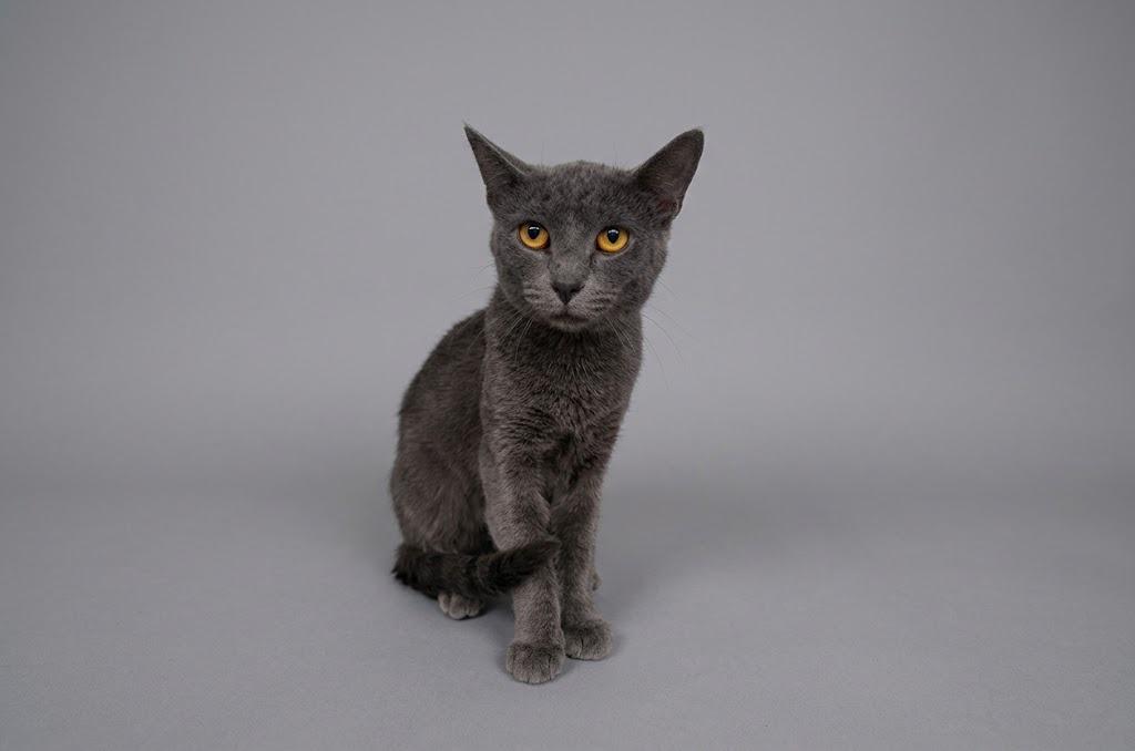Enlarge Poncho, a Adoptable mixed breed in Waverly, NY image 2/2
