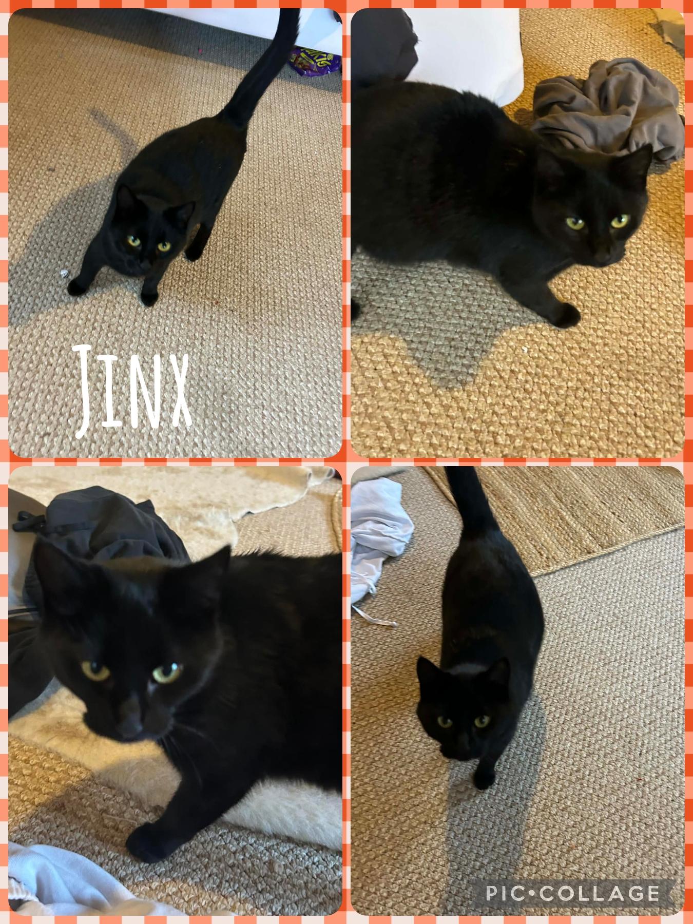 Enlarge Jinx, a Adoptable Domestic Short Hair in Newberg, OR image 1/1