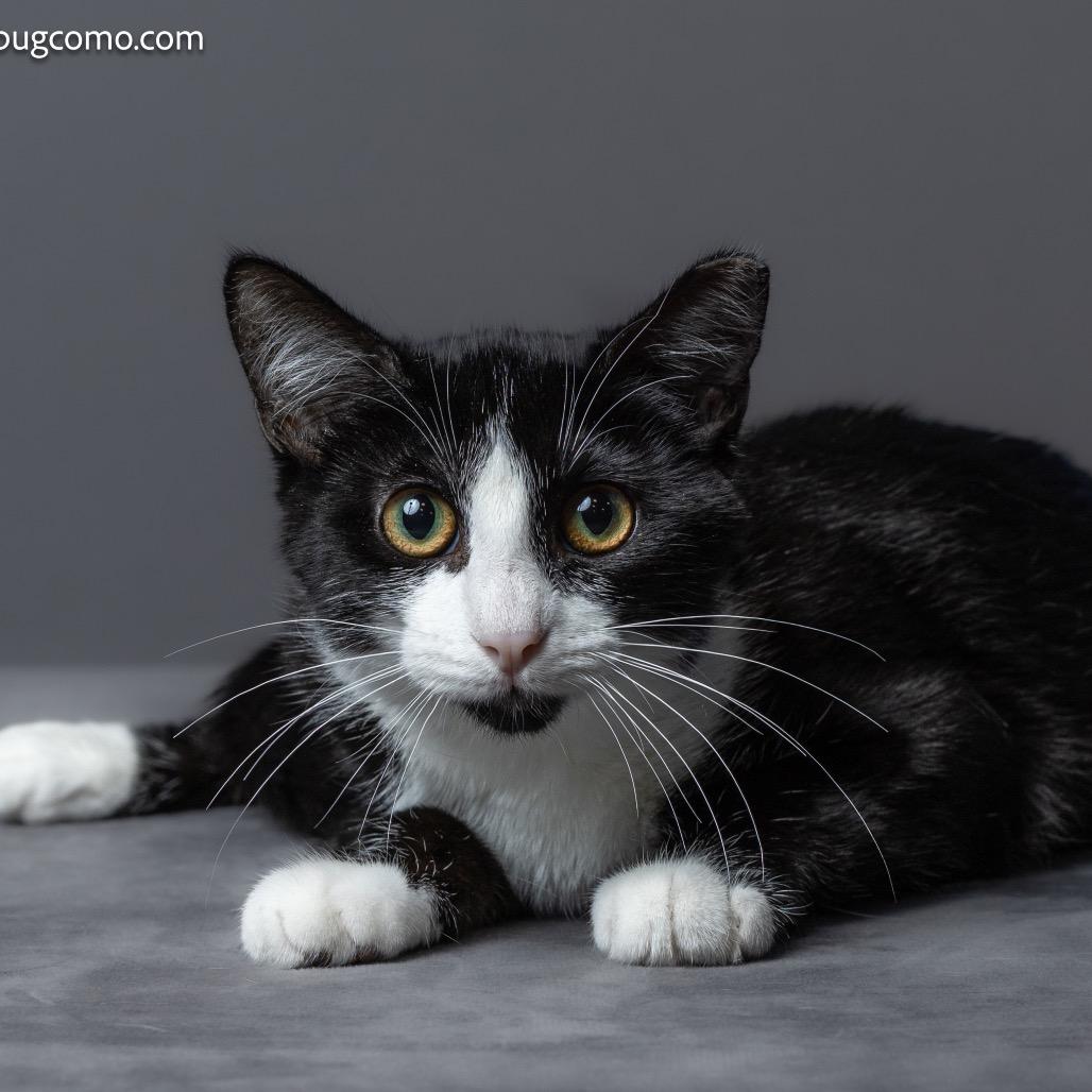 Enlarge Nyssa - Ferdinand 28, a Adoptable Domestic Short Hair in Columbia, MO image 2/2