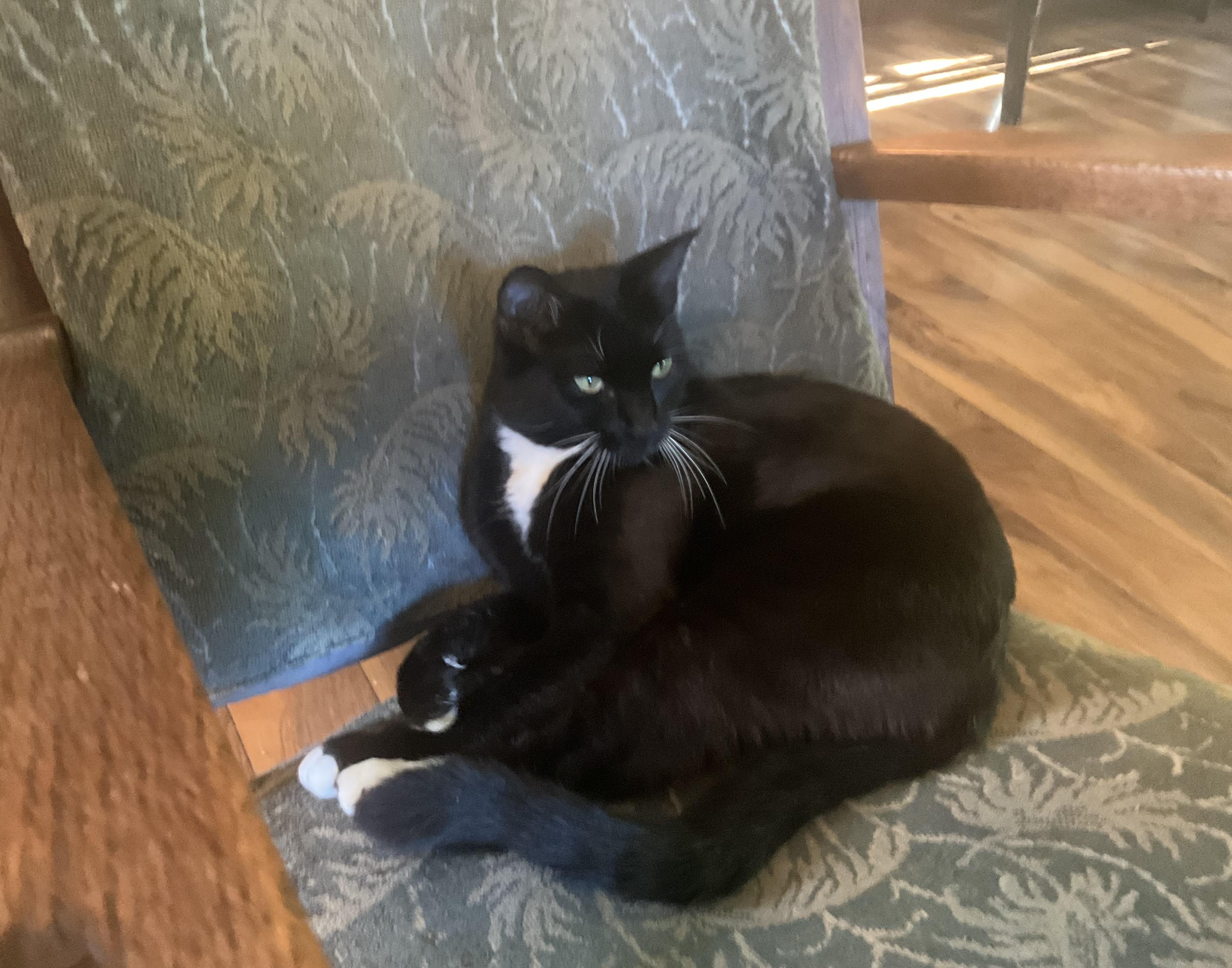 Logger, Adoptable, Young Female Domestic Short Hair & Tuxedo.