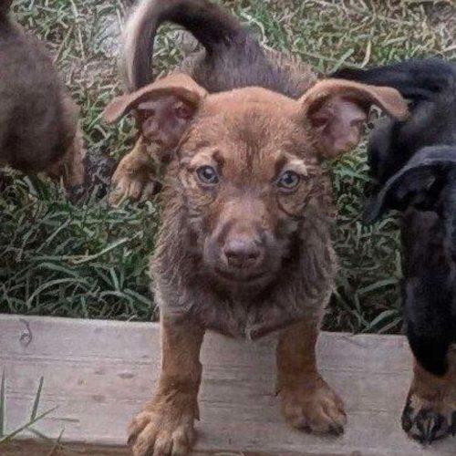 Enlarge Karamella, a Adoptable mixed breed in Edmond, OK image 1/3