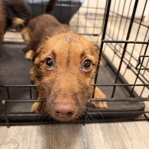 Enlarge Karamella, a Adoptable mixed breed in Edmond, OK image 2/3