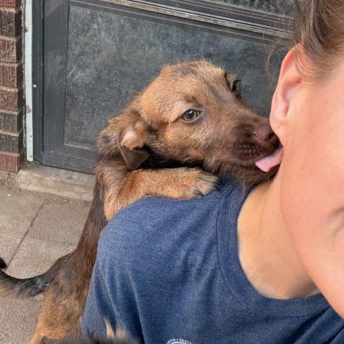 Enlarge Karamella, a Adoptable mixed breed in Edmond, OK image 3/3