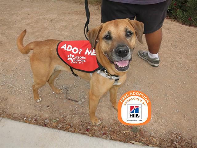 BUNNY, Adoptable, Adult Female Labrador Retriever & German Shepherd Dog.