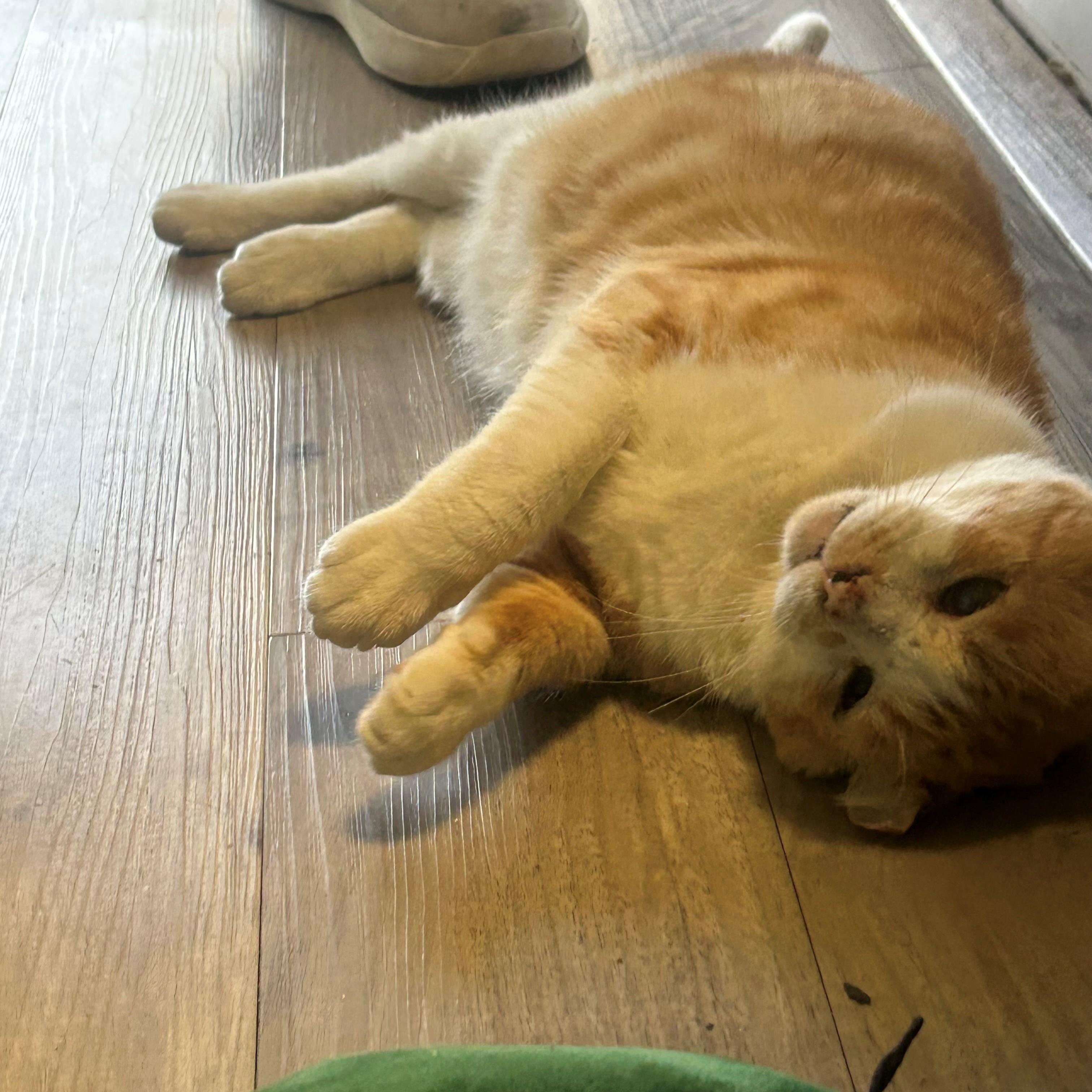 Enlarge Thomas, a ADOPTABLE Domestic Short Hair in Margate, FL image 2/2