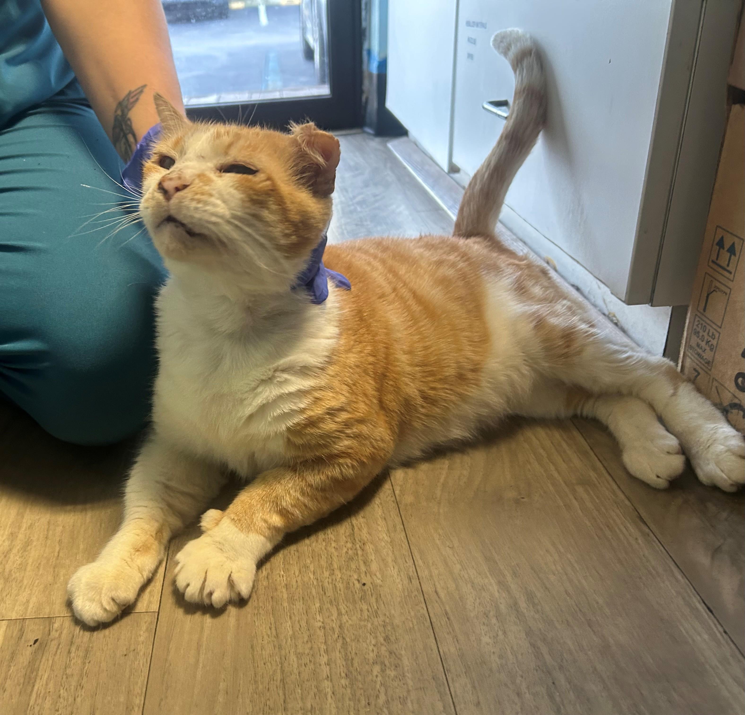 Thomas, ADOPTABLE, Adult Male Domestic Short Hair.