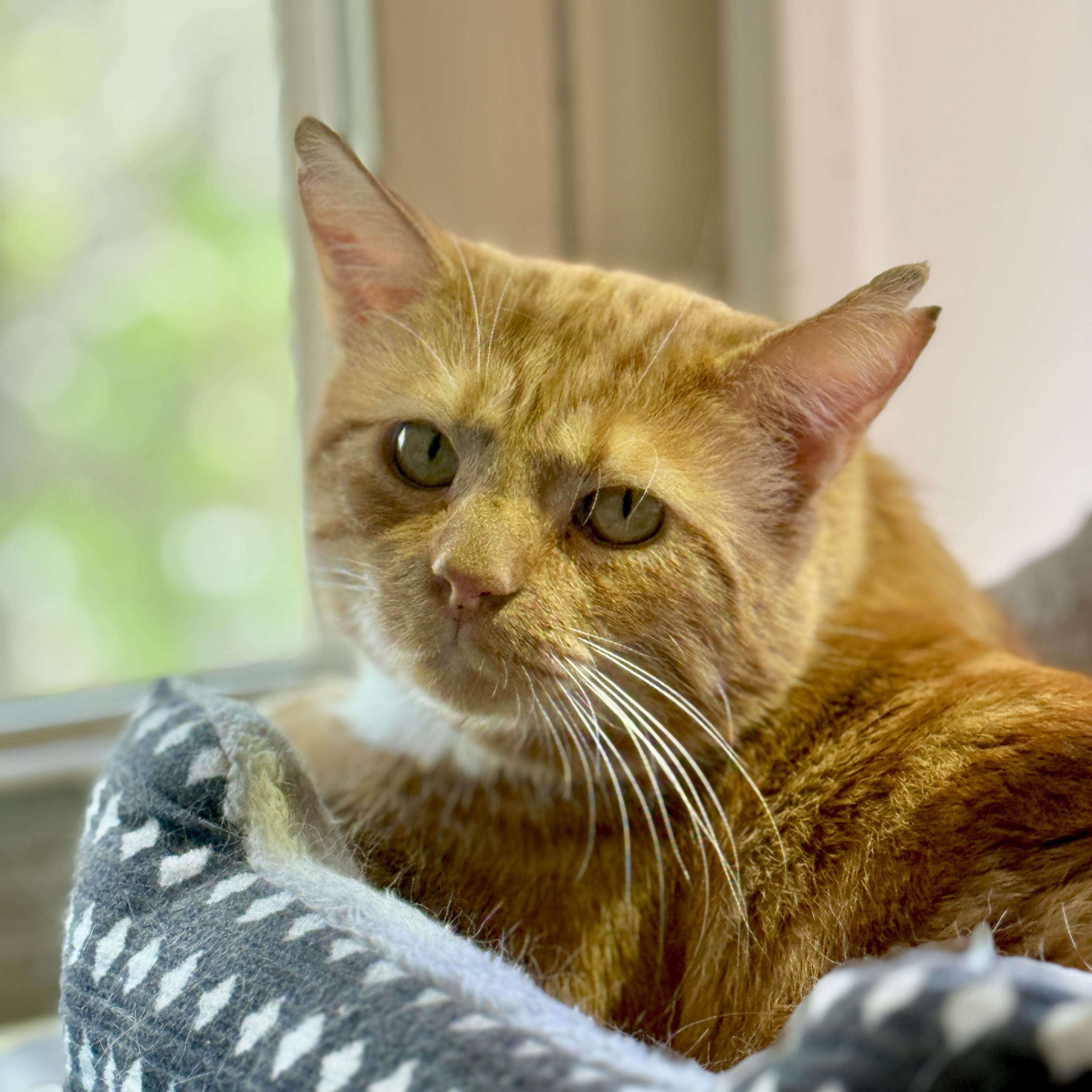 Enlarge Carmelo, a Adoptable mixed breed in Santa Fe, NM image 1/5