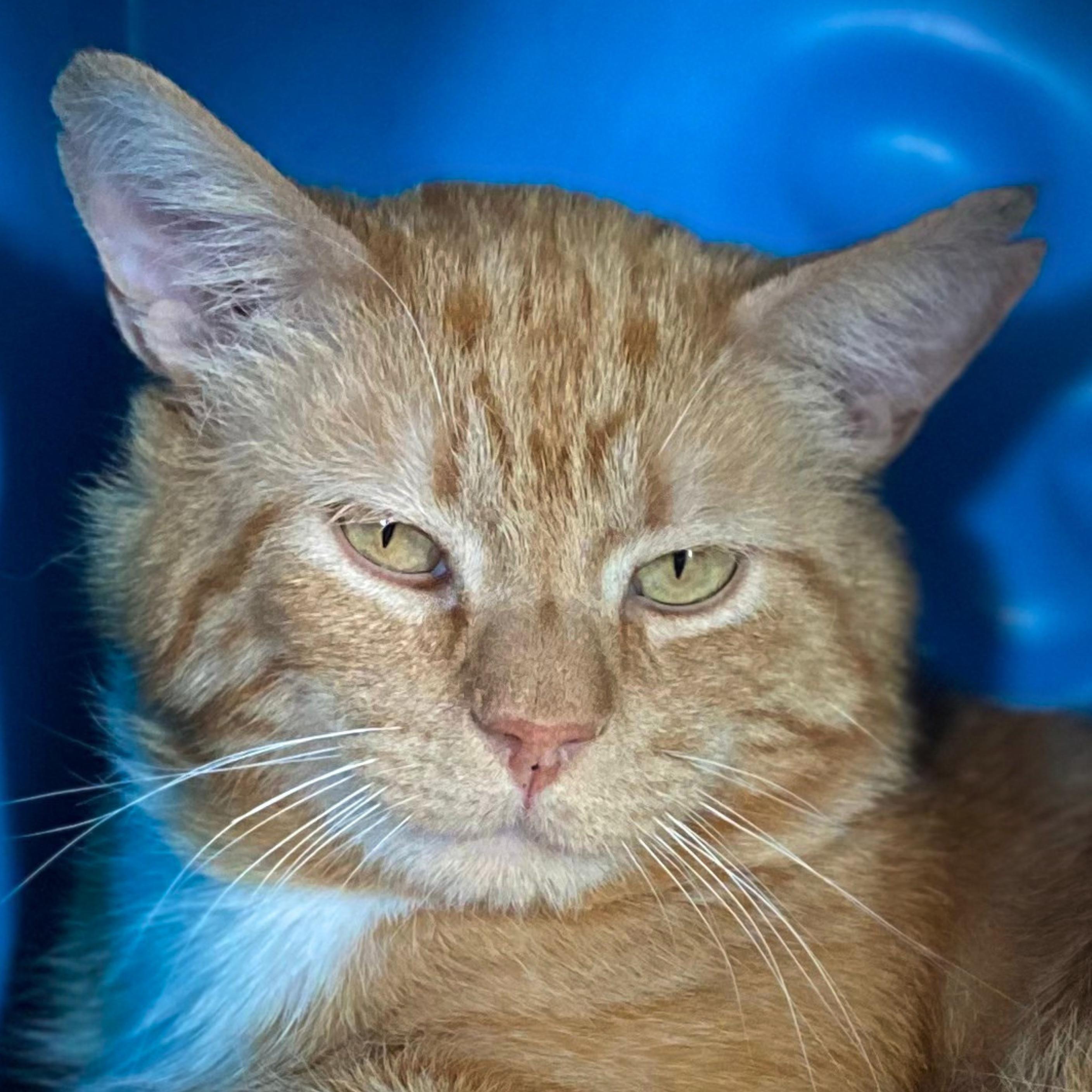 Enlarge Carmelo, a Adoptable mixed breed in Santa Fe, NM image 2/5